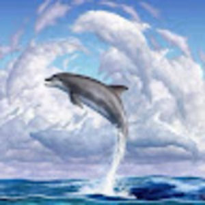 Meet your Posher, Dolphin